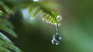 istock SLO MO LD A drop of water falling of an fern leaf 1353370109