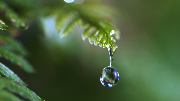 SLO MO LD A drop of water falling of an fern leaf