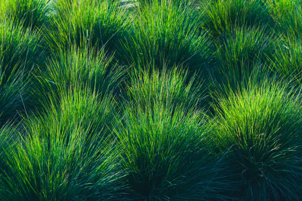 istock Green grass background. Sunny summer day 1353370422