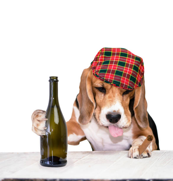 istock funny drunk beagle dog with protruding tongue drinking 1353371210