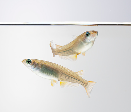 Japanese killifish swimming in a tank with a white background
