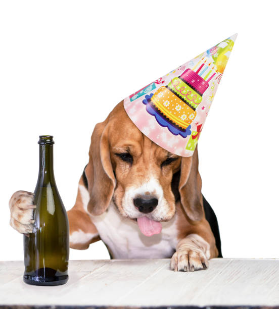 istock funny drunk beagle dog with protruding tongue drinking 1353371256