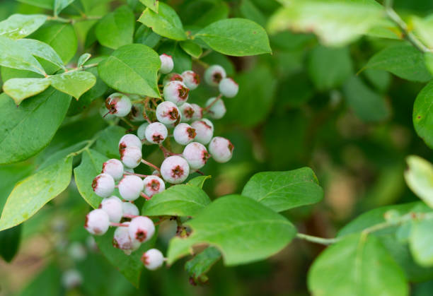 istock Close-up of blueberry fruit on a tree. Outdoors, blueberries in a farmyard. 1353371484