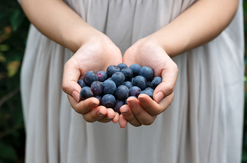 A woman's hand holding a handful of fresh blueberries. Outdoors, photo of the farm.