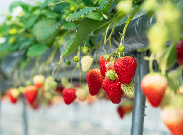 istock Strawberries grown hydroponically in a plastic greenhouse. Image of strawberry picking, strawberry harvesting, etc. 1353371650