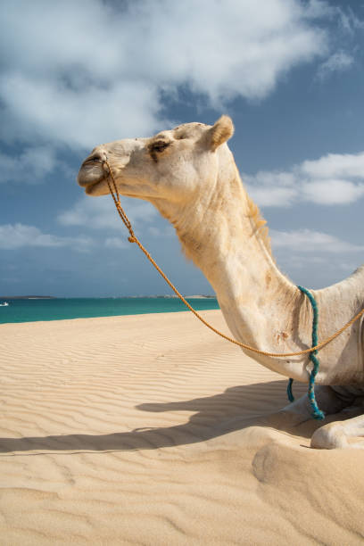 istock Camel On The Beach Of Cape Verde 1353371810