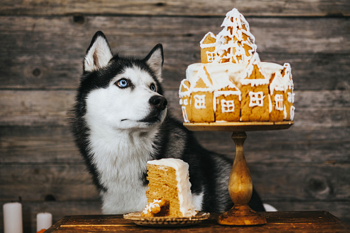 A husky dog is trying to eat a Christmas cake on a stand. Christmas ornament on cookies.