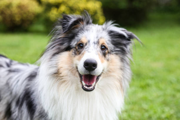 Close-up photo of smiling blue merle shetland sheepdog. Close-up photo of smiling blue merle shetland sheepdog.  Photo taken on a warm overcast summer day. shetland sheepdog stock pictures, royalty-free photos & images