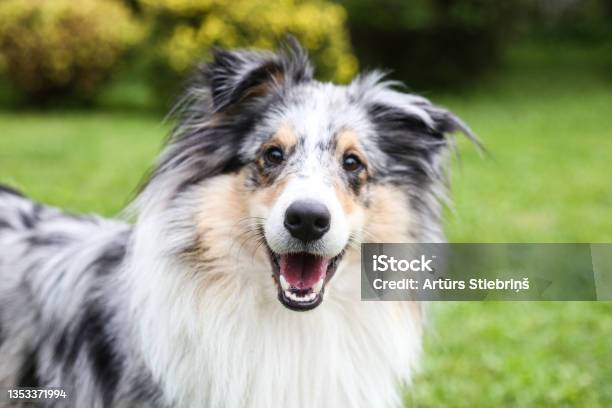 Closeup Photo Of Smiling Blue Merle Shetland Sheepdog Stock Photo - Download Image Now