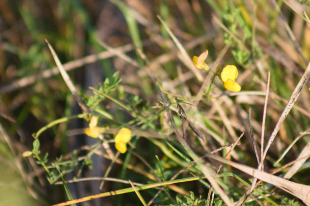 istock Common bird's foot trefoil close-up view with selective focus on foreground 1353372019