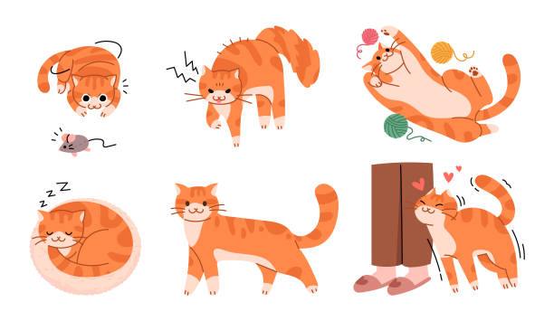 ilustraciones, imágenes clip art, dibujos animados e iconos de stock de una colección de varias poses de un lindo gato amarillo. - feline