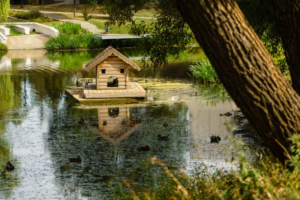 Duck House, ducks and duckweed. River Vezelka in Belgorod Victory Park (Park Pobedy) in summer