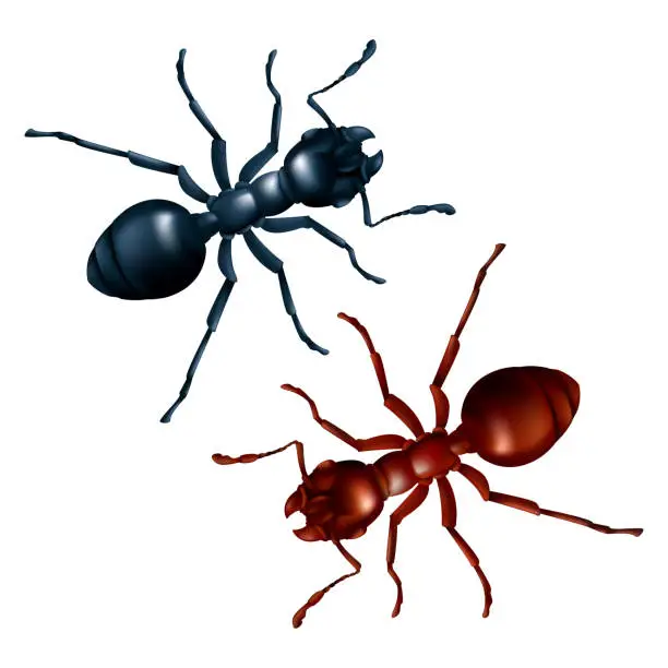Vector illustration of Vector set of black and red ants close up. 3D realistic illustration of domestic insects isolated on a white background