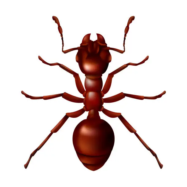 Vector illustration of Realistic red ant close up. 3D vector illustration of a domestic insect isolated on a white background