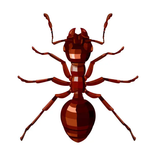 Vector illustration of Red ant top view. 3D vector illustration of a domestic insect isolated on a white background