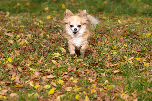 Long haired Chihuahua dog runs in autumn leaves outdoor