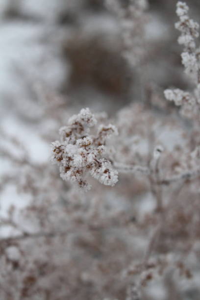 istock Dry grass covered with frost and snow in winter 1353375648