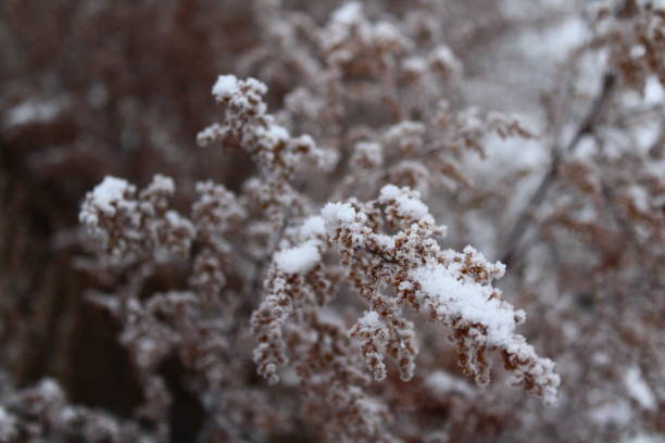 istock Dry grass covered with frost and snow in winter 1353375728