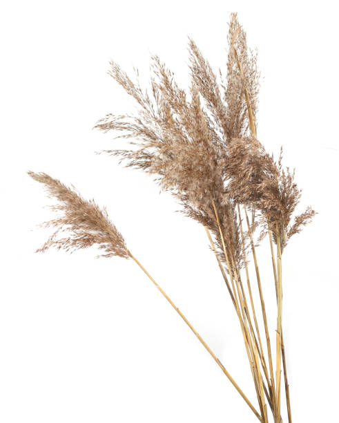 istock Dry reeds isolated on white background. 1353377196