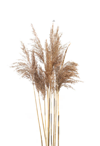istock Dry reeds isolated on white background. 1353377212