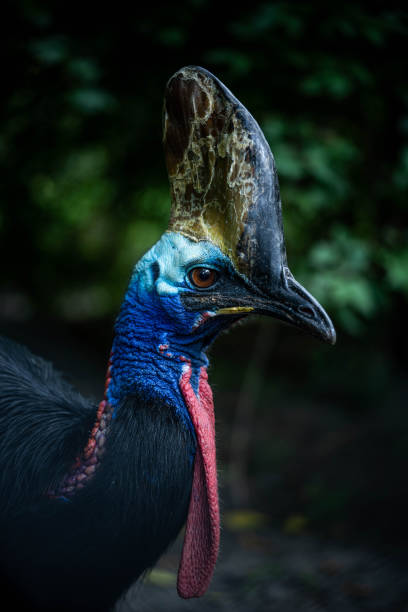 grazioso casuario esotico luminoso, ritratto di uccello, incredibile fauna selvatica - beak bird blue cassowary foto e immagini stock