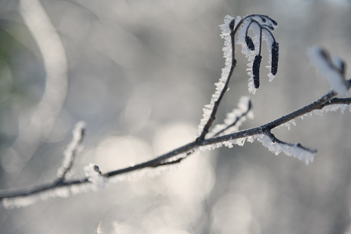 Winter branches covered with frost