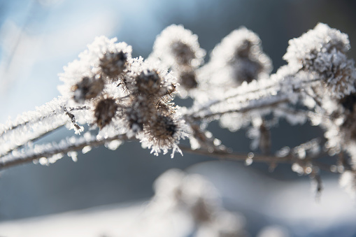 Burdock in winter with hoarfrost