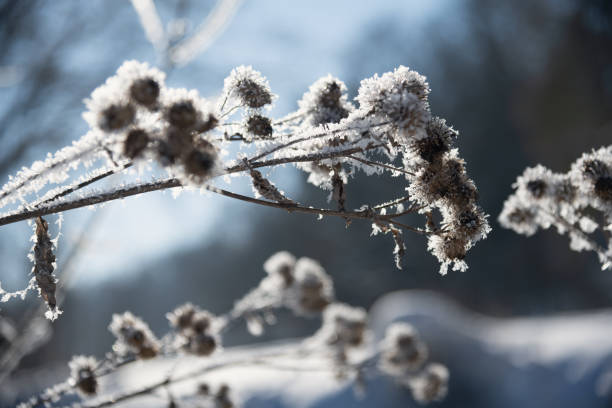 istock Burdock in winter with hoarfrost 1353379605