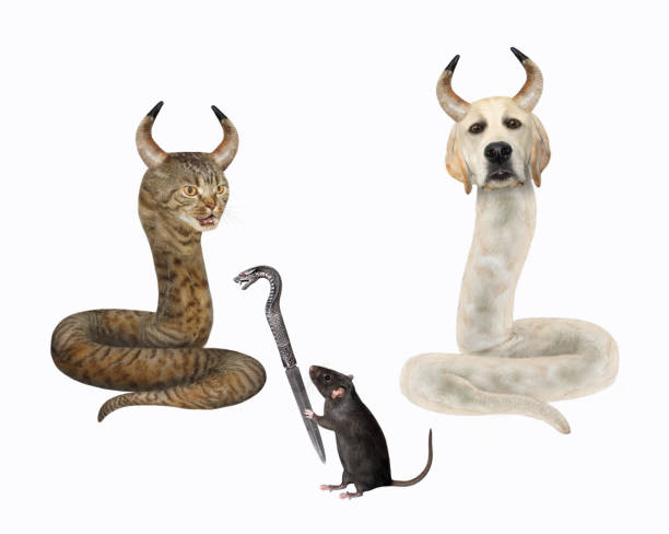 A dog labrador and a beige cat are horned snakes. A black rat holds a knife with a snake shaped handle. White background. Isolated.