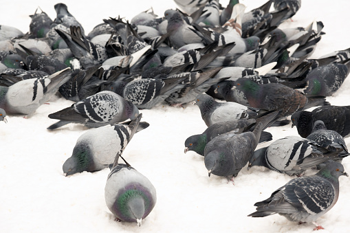 Flock of Pigeon on snow while feeding