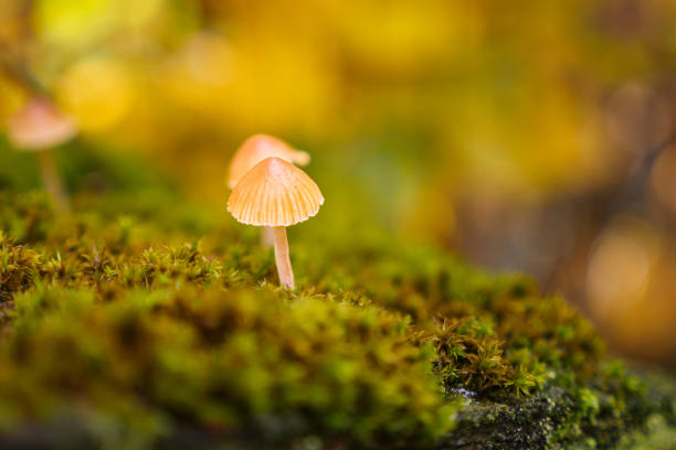 Mushroom sprouting through mossy heap. Macro.