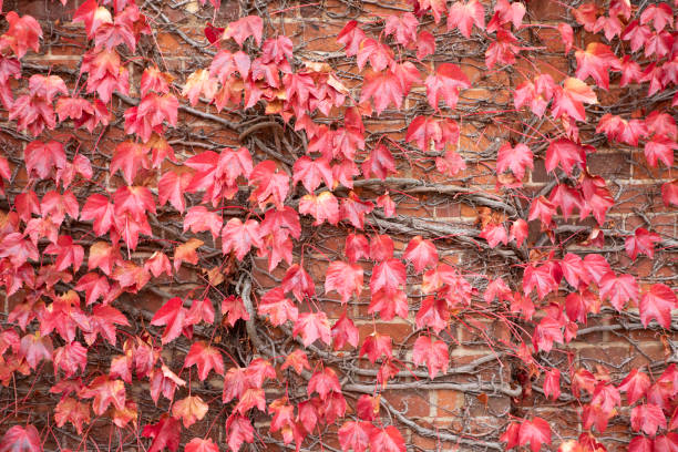 istock Red autumn leaves on the side of a building 1353380582