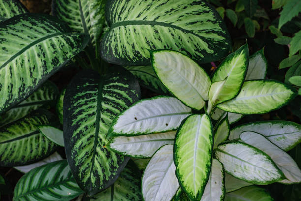 istock Dumbcane Leaves, a species of Dumbcanes leaf background 1353380720