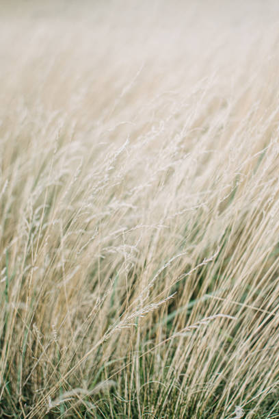 istock Dried panicle grass texture background. Soft beige dried meadow grass. Abstract natural minimal, trend, stylish background. 1353380937