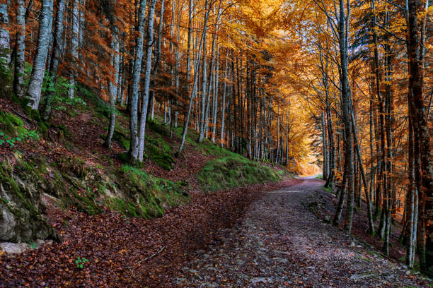 istock Amazing Autumn forest scenery. Irati forest in Navarra. Spain 1353381952