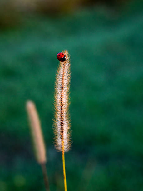 istock Ladybug on grass in sunrise. Morning dew fell on the grass and Ladybug 1353382003