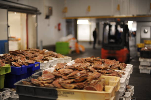 istock Fresh scallops in shells, seafood, fruit de mer, hotate, St James shell, pecten maximus,mollusks mollusca 1353383540