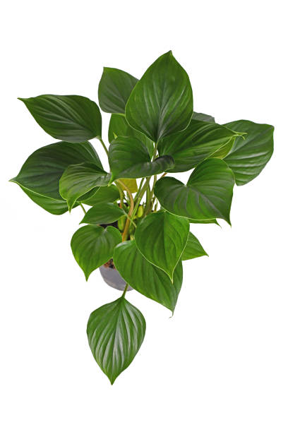 istock 'Homalomena Rubescens Emerald Gem' houseplant 1353383743