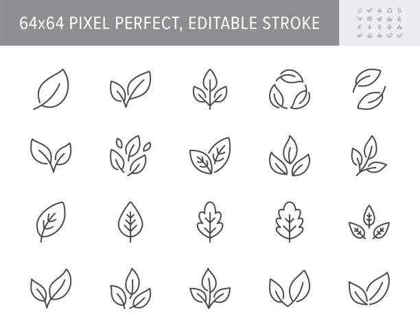 Leaf line icons. Vector illustration include icon - botany, herbal, ecology, bio, organic, vegetarian, eco, fresh, nature outline pictogram for flora. 64x64 Pixel Perfect, Editable Stroke Leaf line icons. Vector illustration include icon - botany, herbal, ecology, bio, organic, vegetarian, eco, fresh, nature outline pictogram for flora. 64x64 Pixel Perfect, Editable Stroke. flora environment stock illustrations