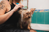 Woman combing a little cute and beautiful purebred Yorkshire Terrier dog in the bathroom.
