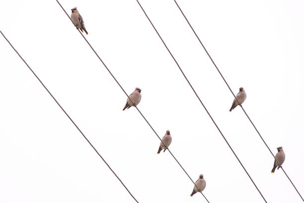 istock Many Bohemian waxwing (Bombycilla garrulus) birds on power lines 1353384274