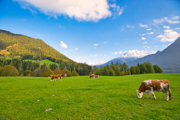 istock Cattle on pasture in the Alps in Bavaria and Austria 1353385304