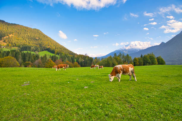 istock Cattle on pasture in the Alps in Bavaria and Austria 1353385654