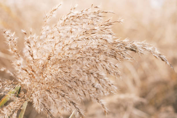 istock Dry pampas grass close-up, natural textures and background. 1353385910