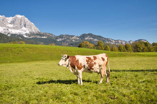 istock Cattle on pasture in the Alps in Bavaria and Austria 1353386513