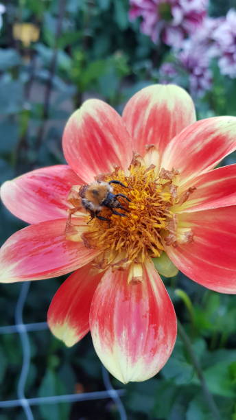 istock Multi colored red and yellow dahlia with honey bee 1353386712