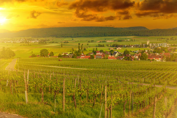 istock Vineyards of winegrowing Hallau sunset 1353386891