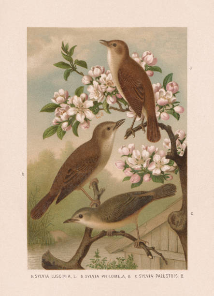 Nightingales and marsh wrabler, chromolithograph, published in 1887 Passeriformes: a) Nightingale (Luscinia megarhynchos, or Sylvia luscinia); b) Thrush nightingale (Luscinia luscinia, or Sylvia philomela); c) Marsh warbler (Acrocephalus palustris, or Sylvia palustris). Chromolithograph after a watercolor by Emil Schmidt, published in 1887. nightingale stock illustrations