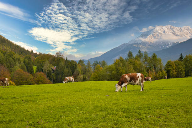 istock Cattle on pasture in the Alps in Bavaria and Austria 1353387077