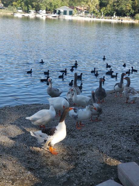 istock Eymir Golu, Lake, Goose, Ankara, Turkey 1353387209